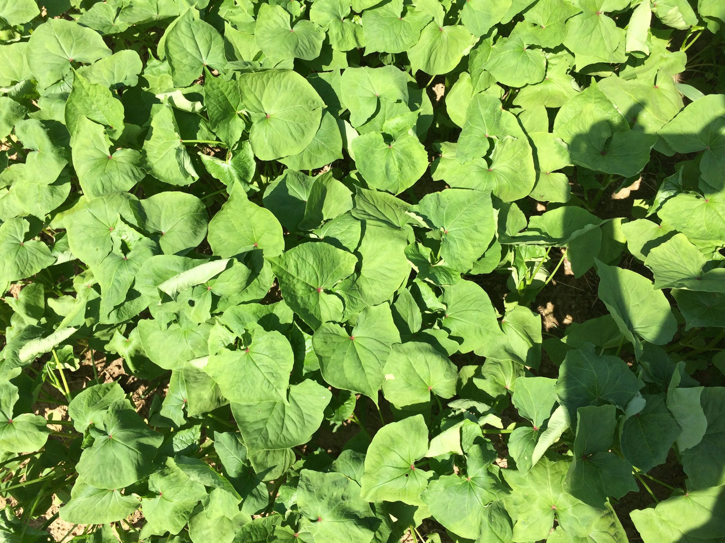 Lifago Buckwheat