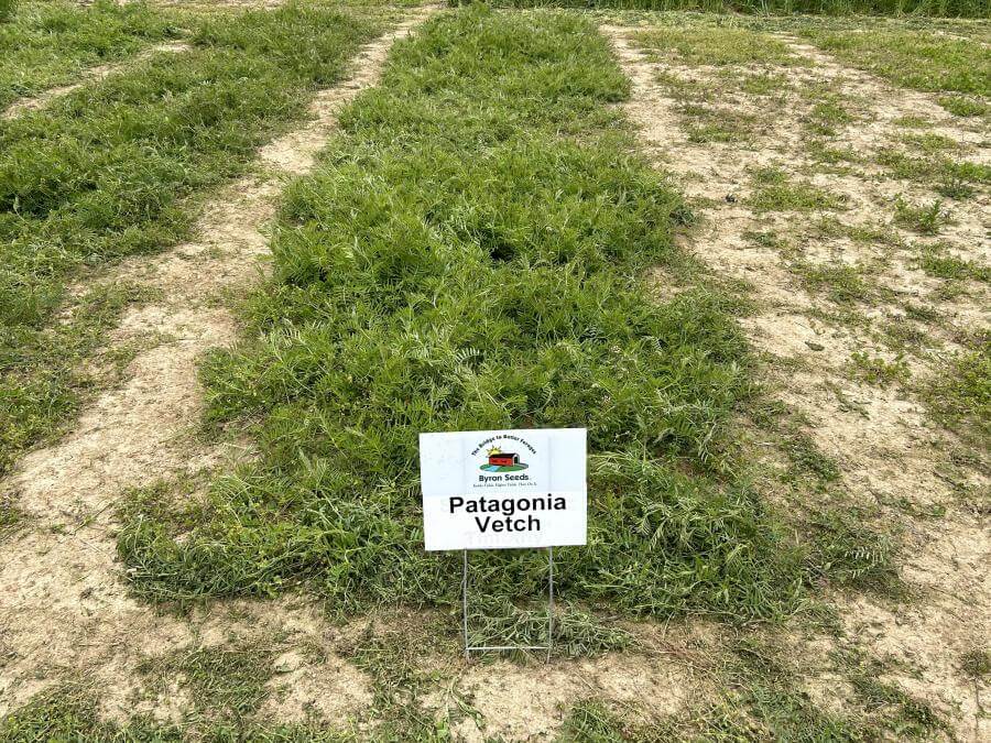 Patagonia Hairy Vetch OC