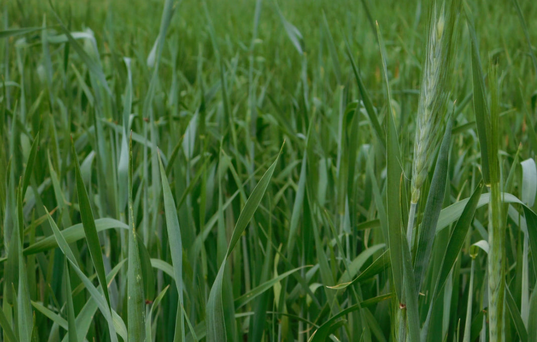 Leap Spring Triticale