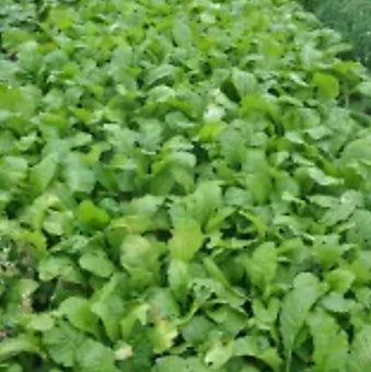Barkant Turnips