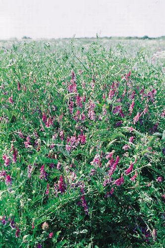 Hairy Vetch VNS (Limited)