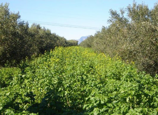 Braco Mustard