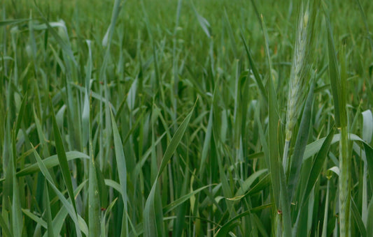 Leap Spring Triticale
