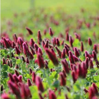 Crimson Clover