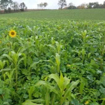 Peredovik Sunflowers