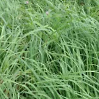 Friendly Fescue Foundation