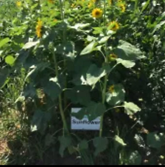 Cover Crop Wheat