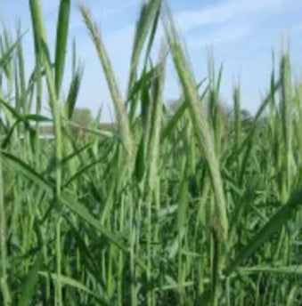 Cereal Rye