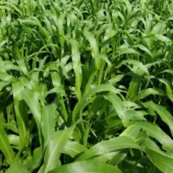 Cascade/Corvallis Teff
